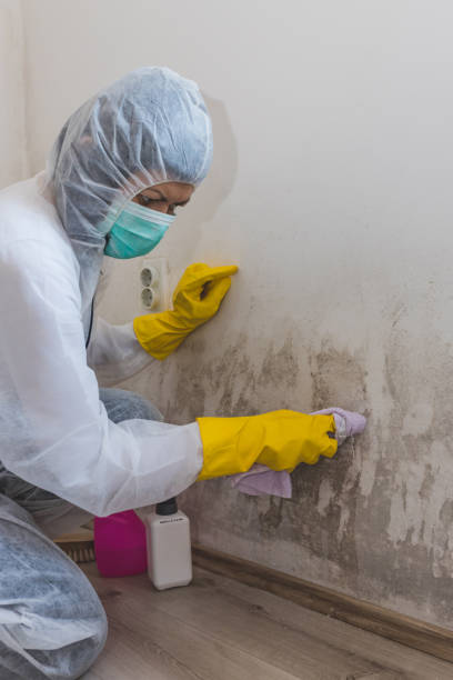 Best Industrial Mold Remediation  in Canton, MS