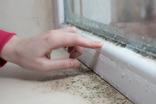 Best Air Quality Testing for Mold Spores  in Canton, MS