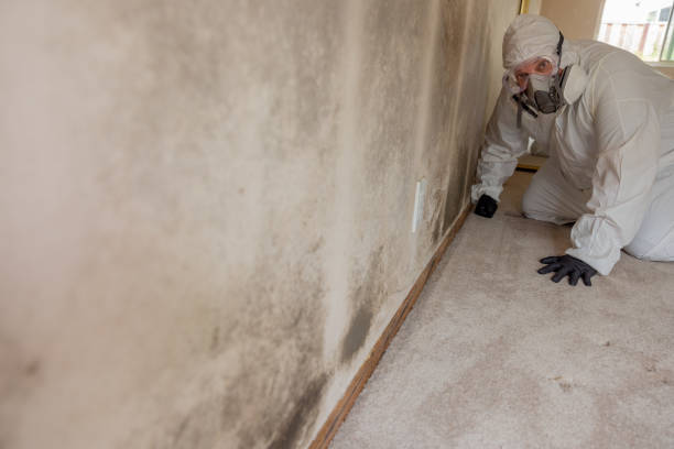 Best Mold Prevention Services  in Canton, MS